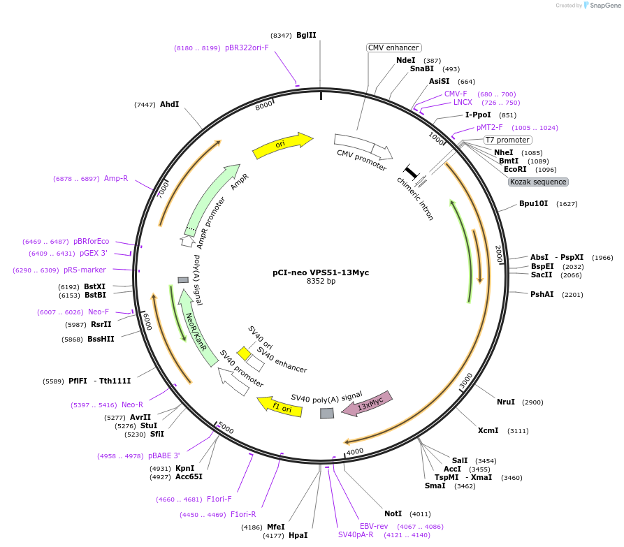 175094-plasmid-map-sequence-id-348370