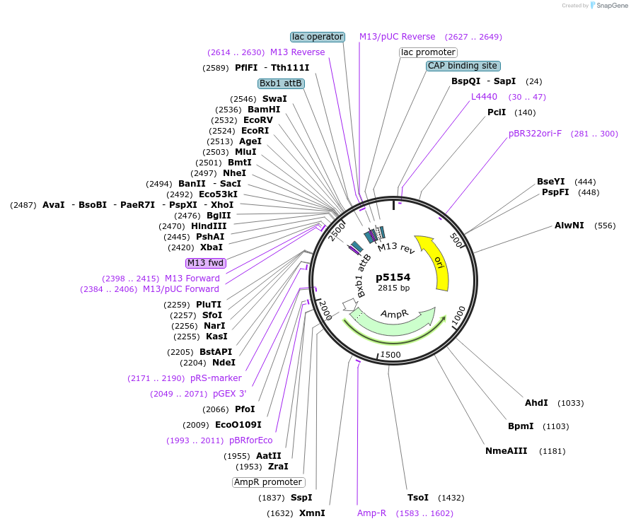175390-plasmid-map-sequence-id-348371