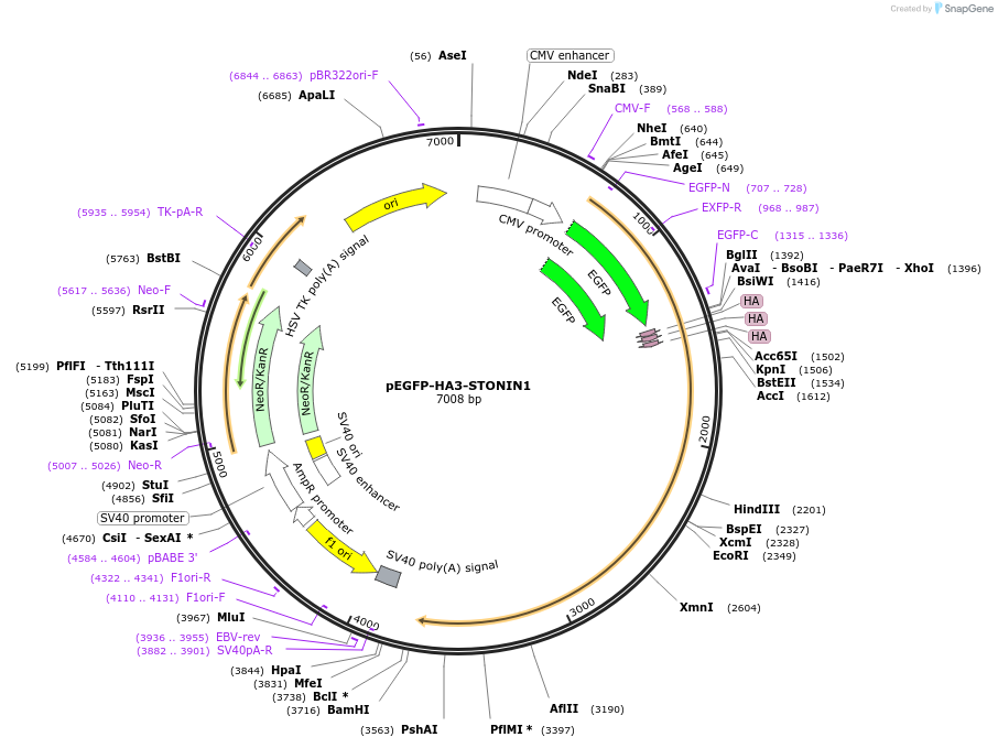 177580-plasmid-map-sequence-id-348377