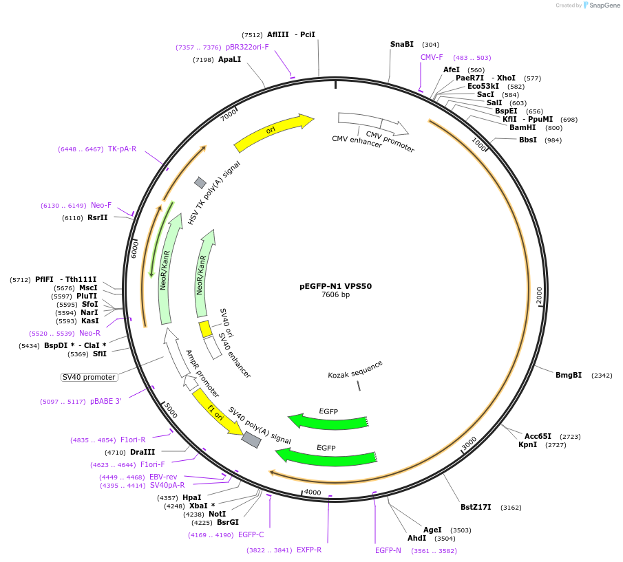 175500-plasmid-map-sequence-id-348379