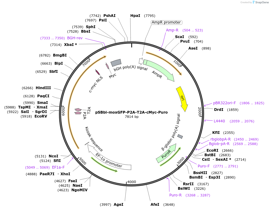 176892-plasmid-map-sequence-id-348394