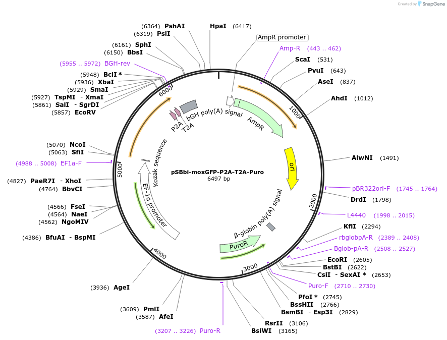 176893-plasmid-map-sequence-id-348395