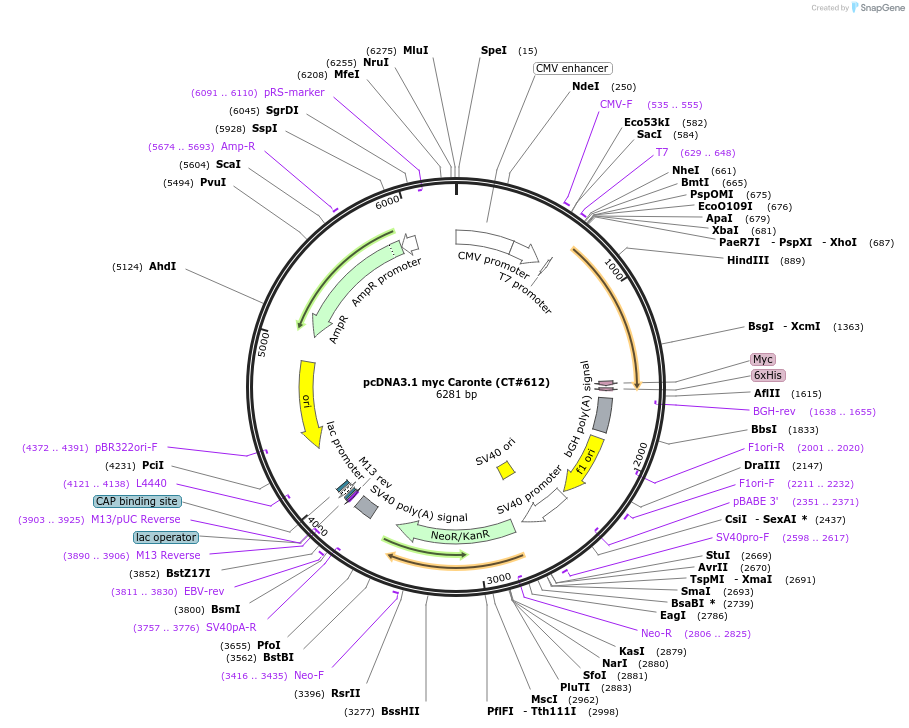 13861-plasmid-map-sequence-id-348396