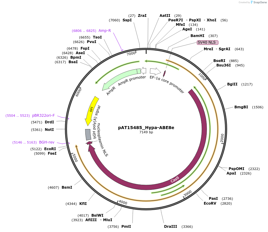 174123-plasmid-map-sequence-id-348400