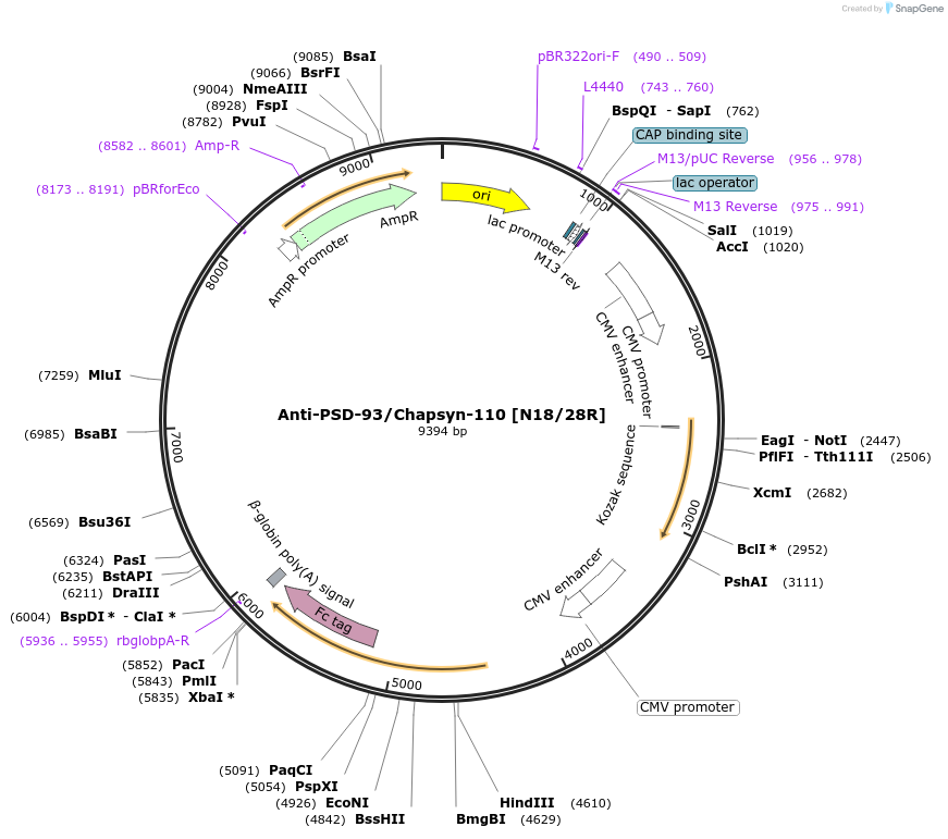 177505-plasmid-map-sequence-id-348403
