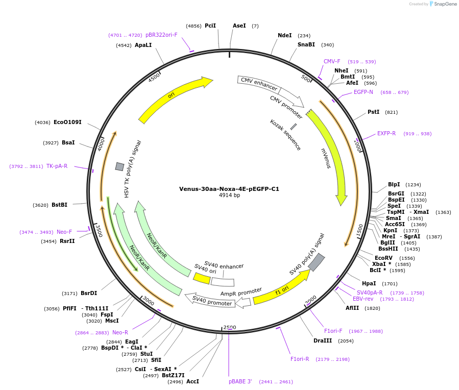 177424-plasmid-map-sequence-id-348448