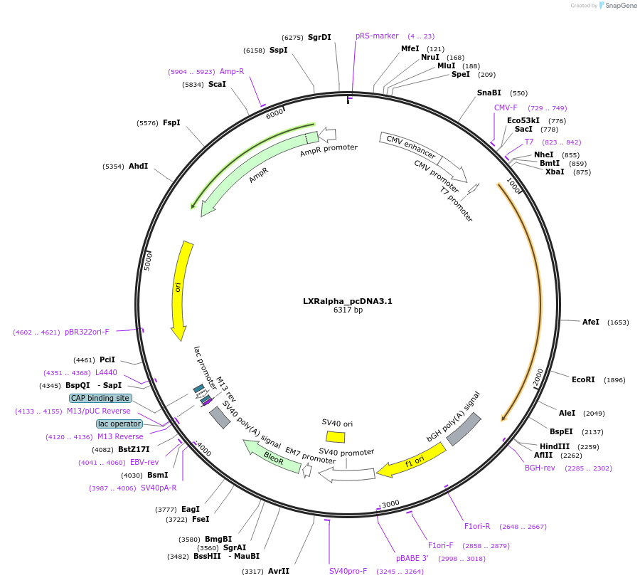 177621-plasmid-map-sequence-id-348451