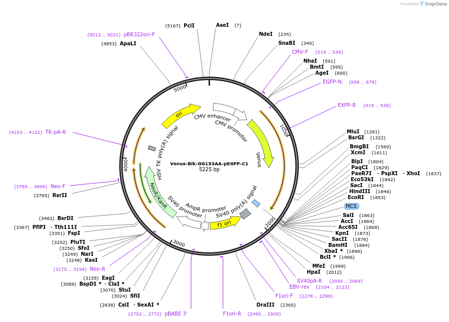 177427-plasmid-map-sequence-id-348452