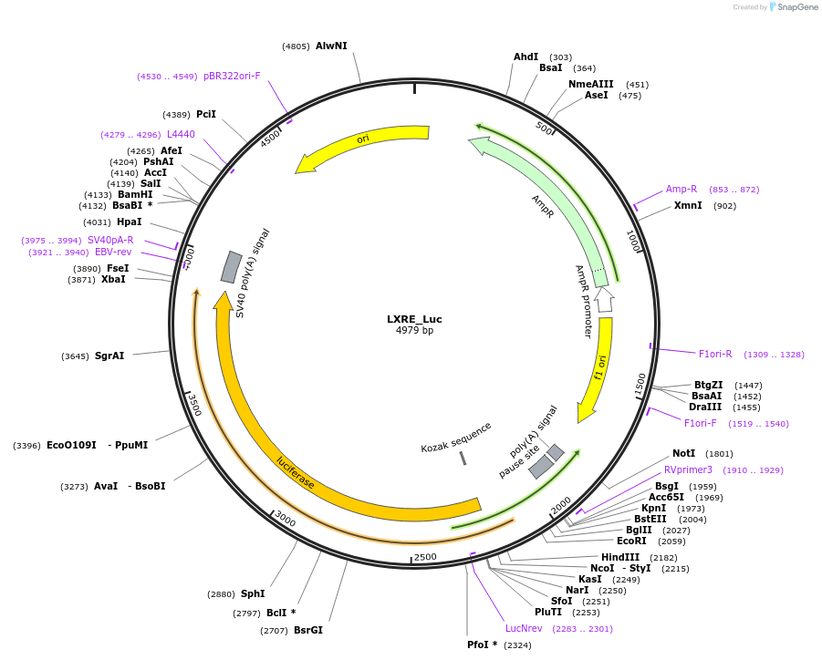 177622-plasmid-map-sequence-id-348453