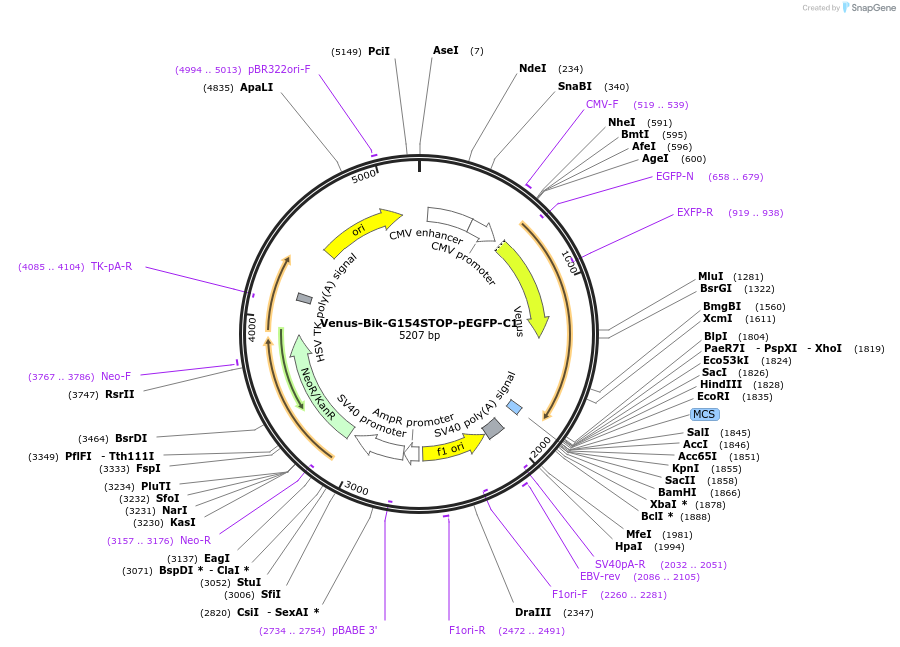 177428-plasmid-map-sequence-id-348454