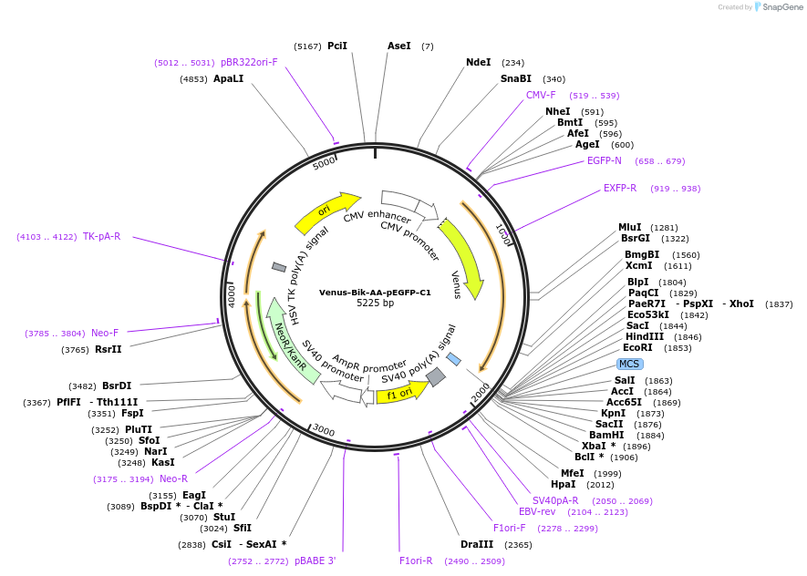 177430-plasmid-map-sequence-id-348458