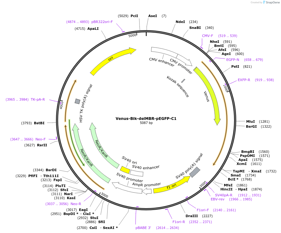 177432-plasmid-map-sequence-id-348460
