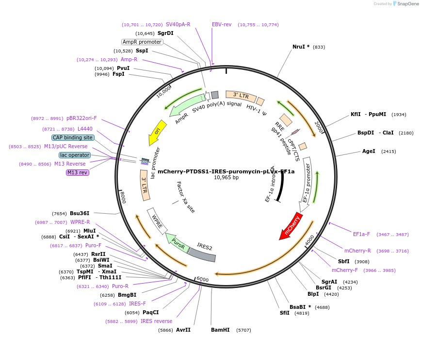 177435-plasmid-map-sequence-id-348466