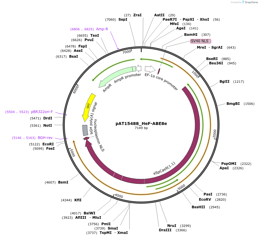 174126-plasmid-map-sequence-id-348468