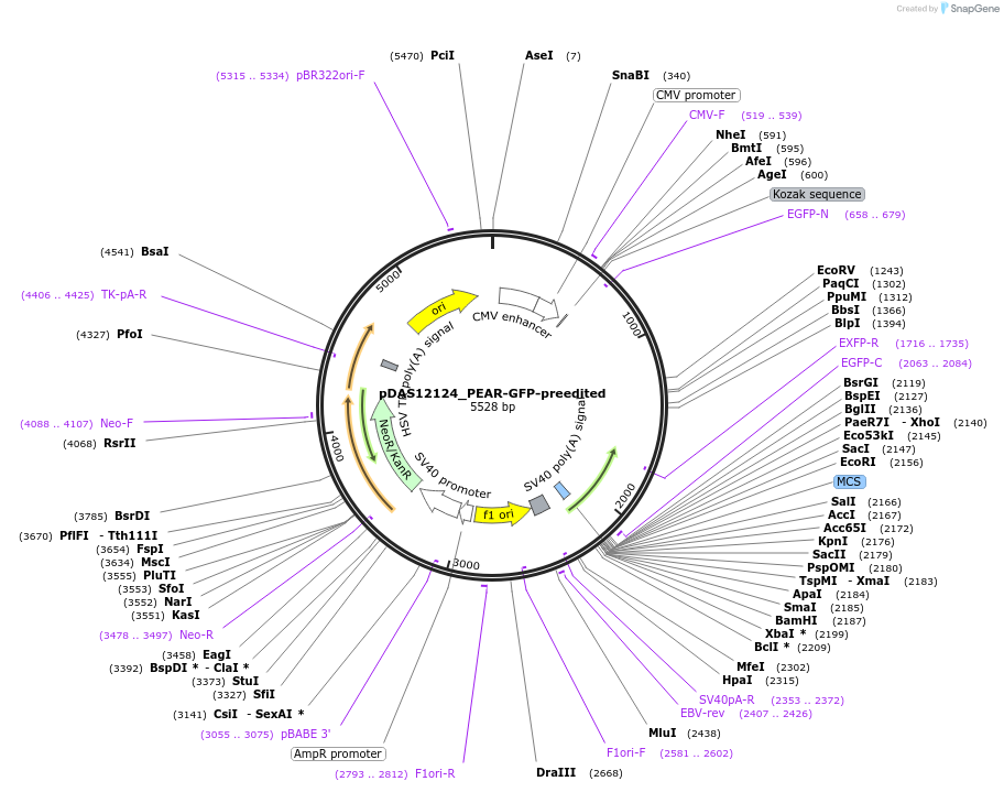 177179-plasmid-map-sequence-id-348472