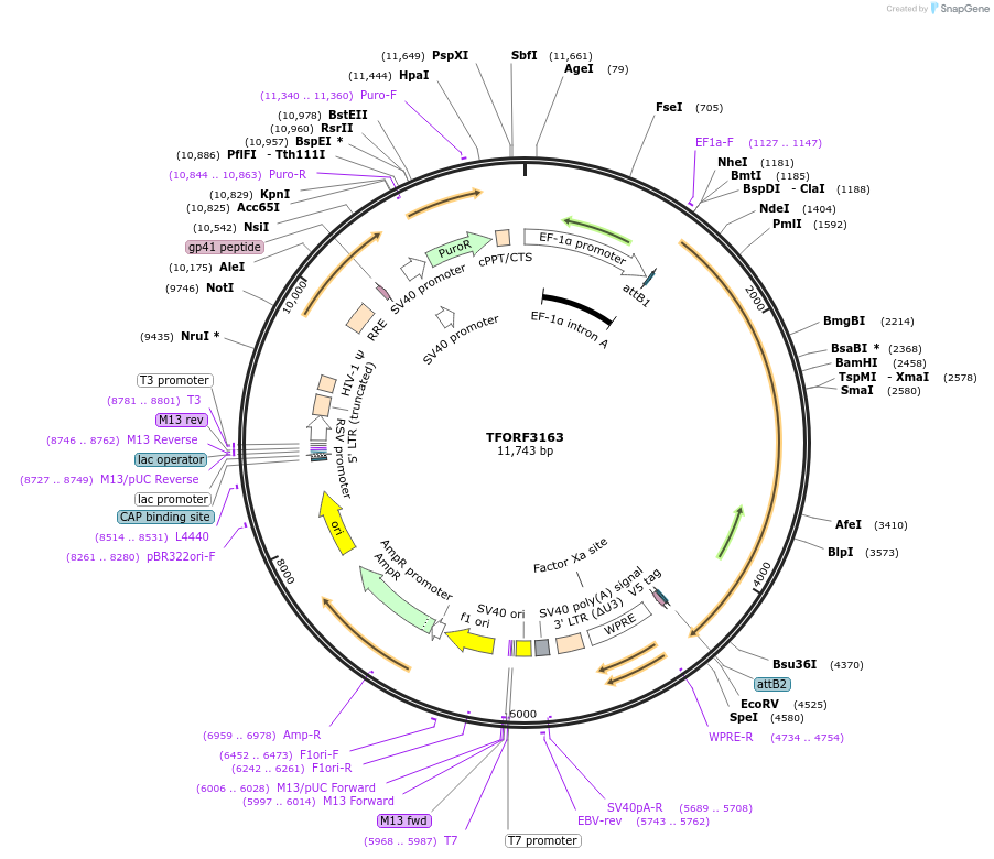 144639-plasmid-map-sequence-id-348479