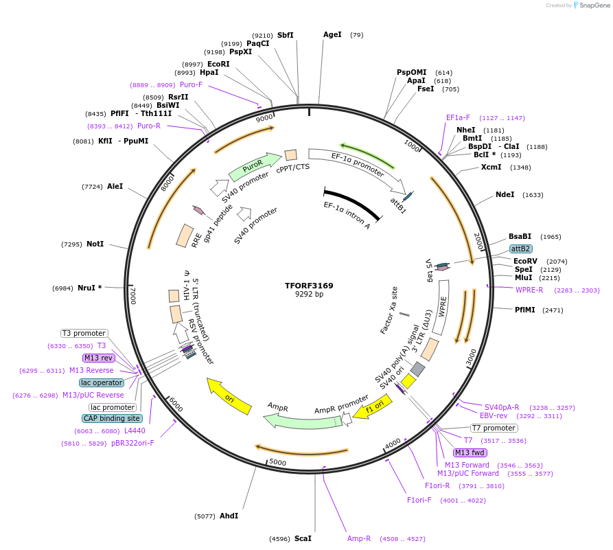 144645-plasmid-map-sequence-id-348519