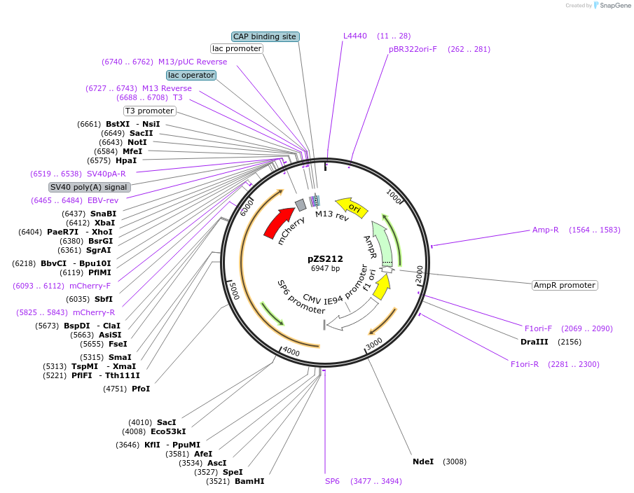 177639-plasmid-map-sequence-id-348522