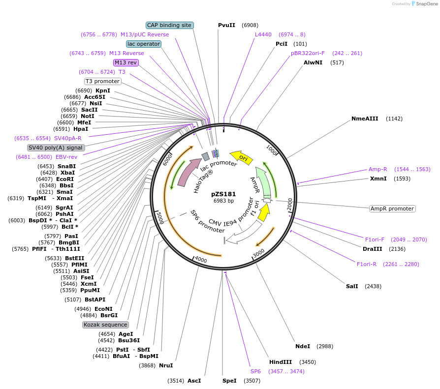 177637-plasmid-map-sequence-id-348523