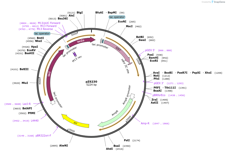 177645-plasmid-map-sequence-id-348526