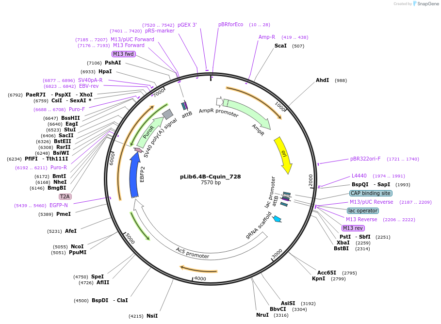 176670-plasmid-map-sequence-id-348535
