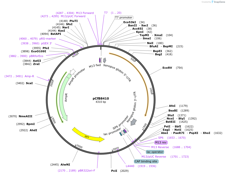 175216-plasmid-map-sequence-id-348536