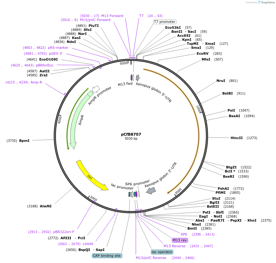 175222-plasmid-map-sequence-id-348537