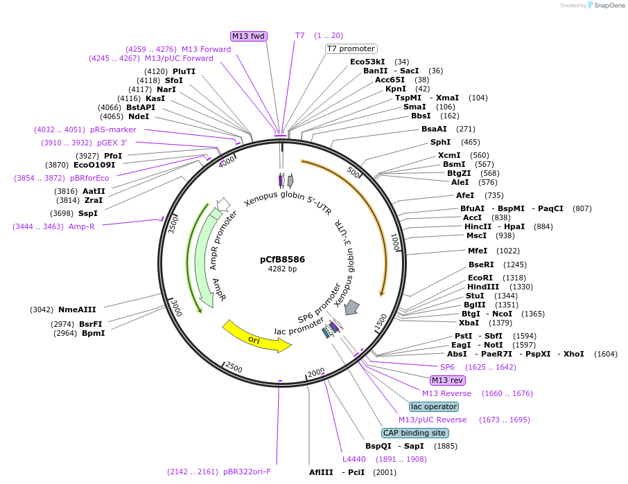 175218-plasmid-map-sequence-id-348538