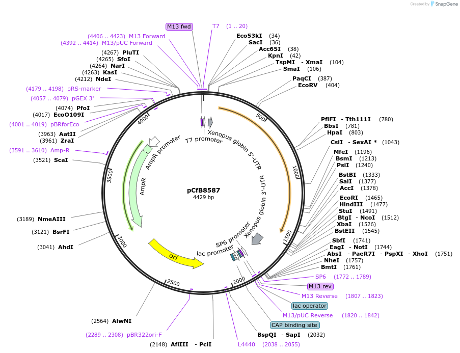175219-plasmid-map-sequence-id-348541