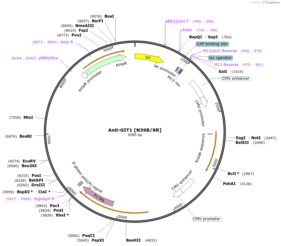 177545-plasmid-map-sequence-id-348551