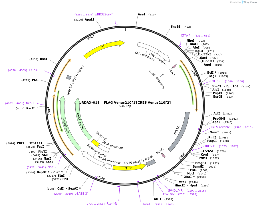 130128-plasmid-map-sequence-id-348590