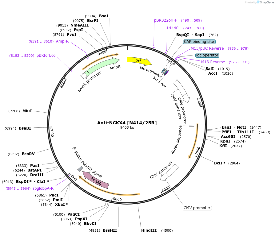 177549-plasmid-map-sequence-id-348591