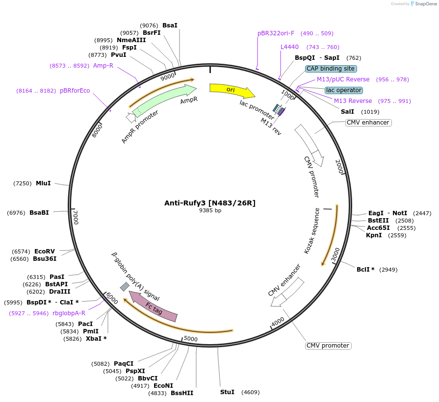 177557-plasmid-map-sequence-id-348593