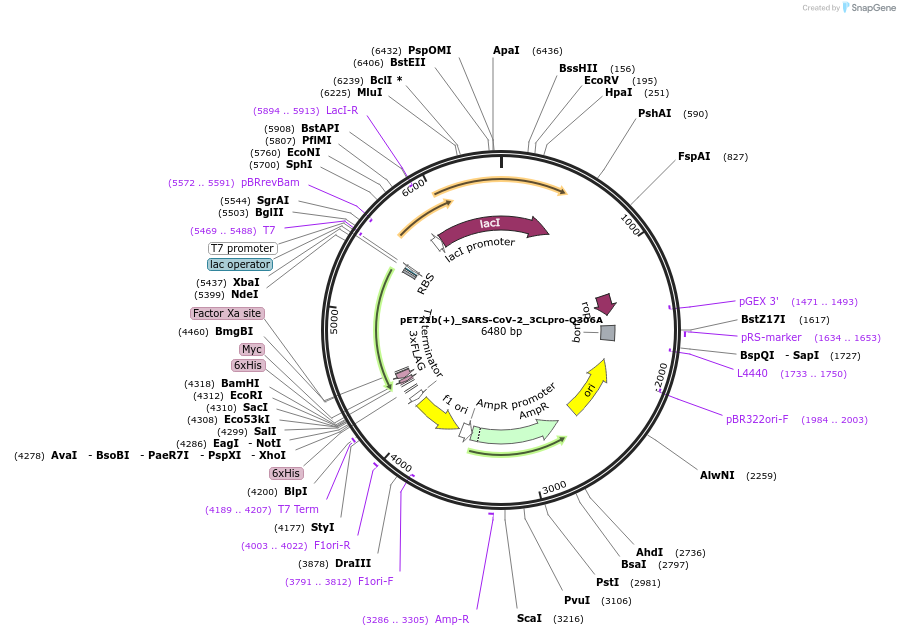 177334-plasmid-map-sequence-id-348602