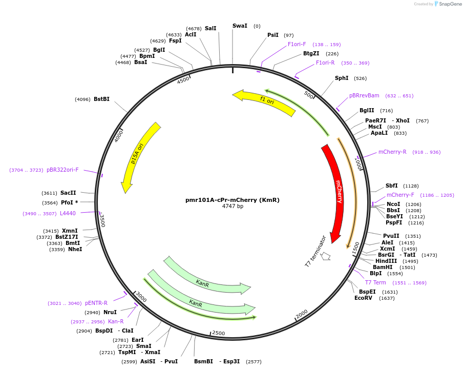 177207-plasmid-map-sequence-id-348603