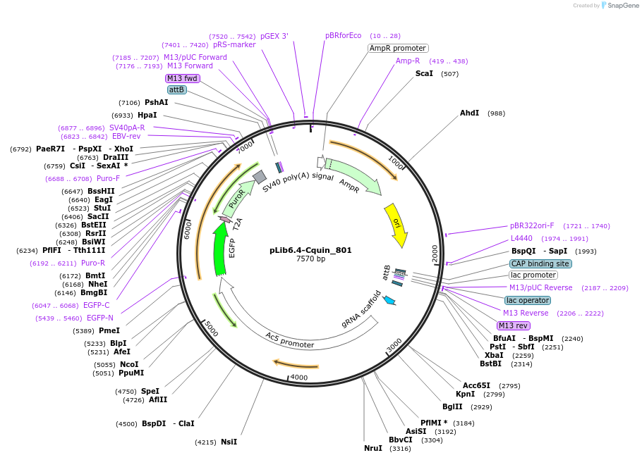 176657-plasmid-map-sequence-id-348612