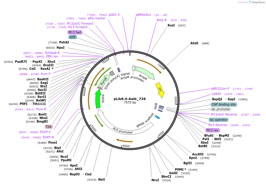 176661-plasmid-map-sequence-id-348613