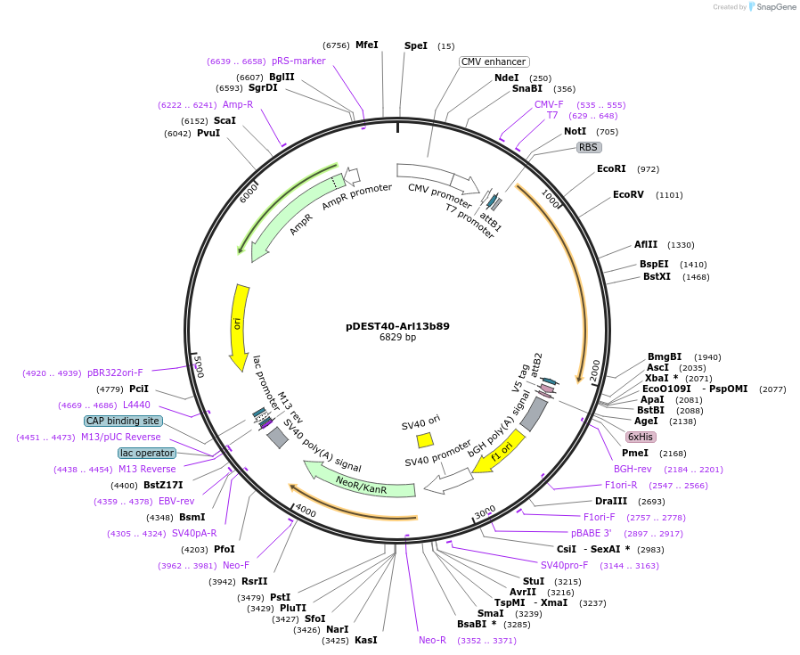 40874-plasmid-map-sequence-id-348618
