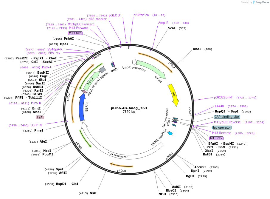 176672-plasmid-map-sequence-id-348627