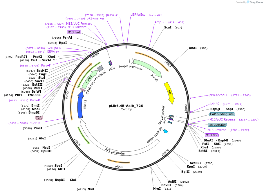 176675-plasmid-map-sequence-id-348631