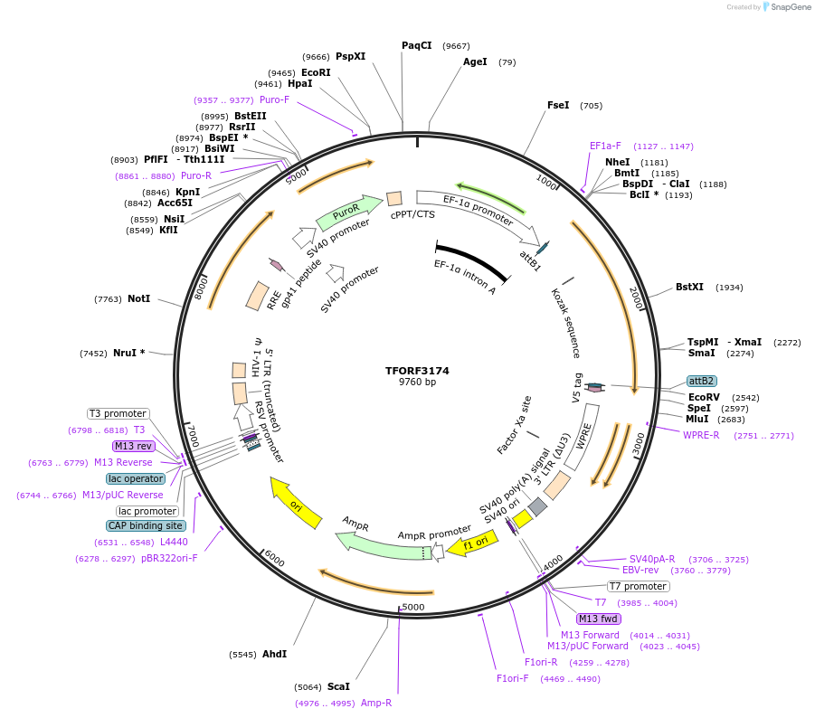 144650-plasmid-map-sequence-id-348633