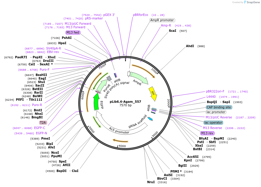 176653-plasmid-map-sequence-id-348635