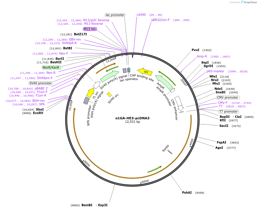45812-plasmid-map-sequence-id-348637