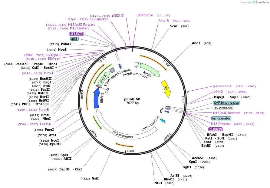 176666-plasmid-map-sequence-id-348639