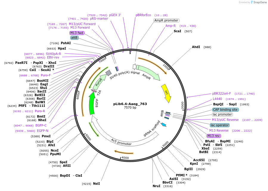 176658-plasmid-map-sequence-id-348640