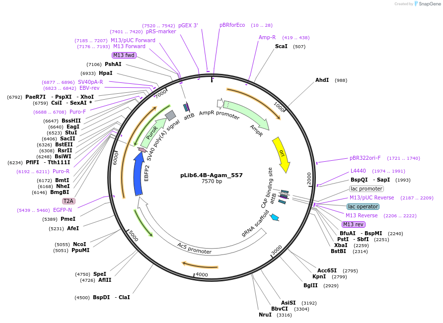 176667-plasmid-map-sequence-id-348642
