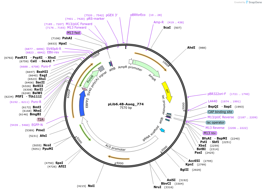 176673-plasmid-map-sequence-id-348667