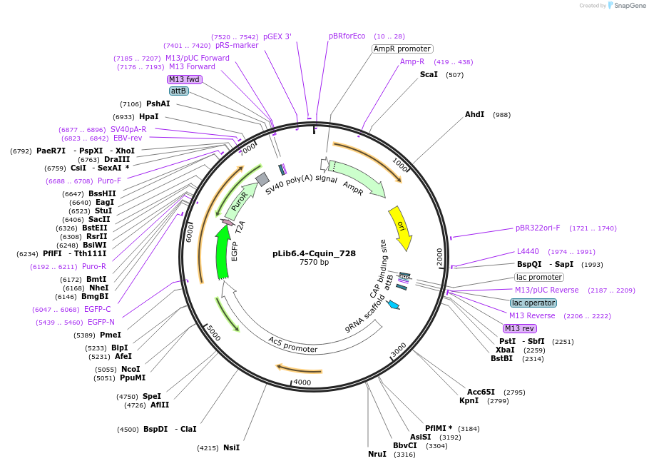 176656-plasmid-map-sequence-id-348668