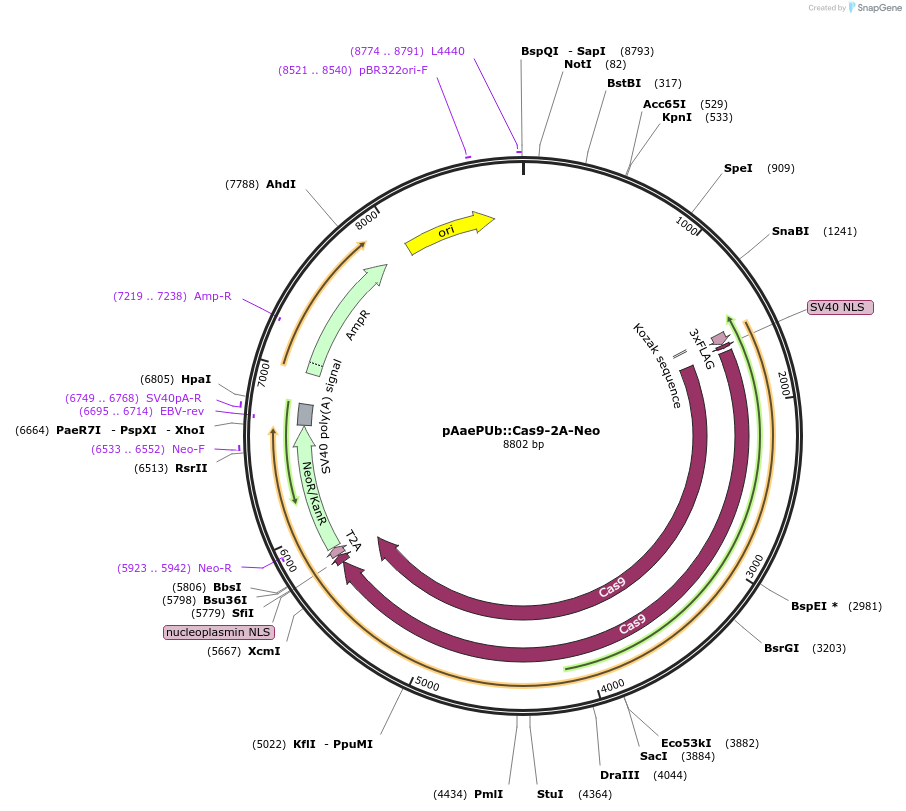 176680-plasmid-map-sequence-id-348671