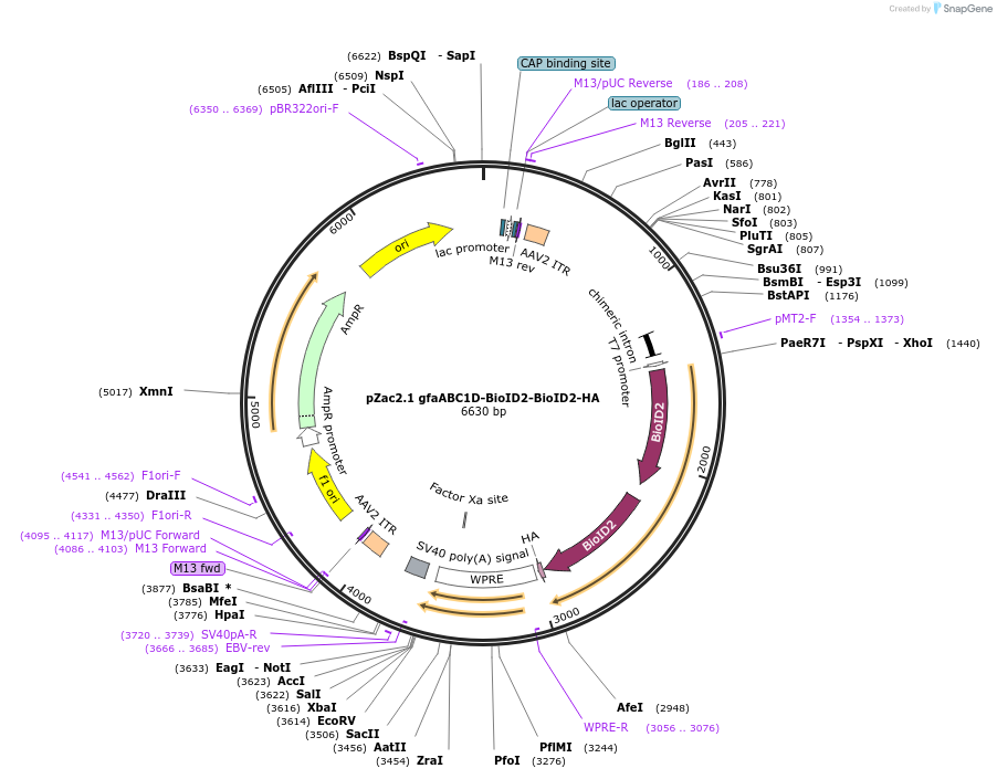176740-plasmid-map-sequence-id-348674